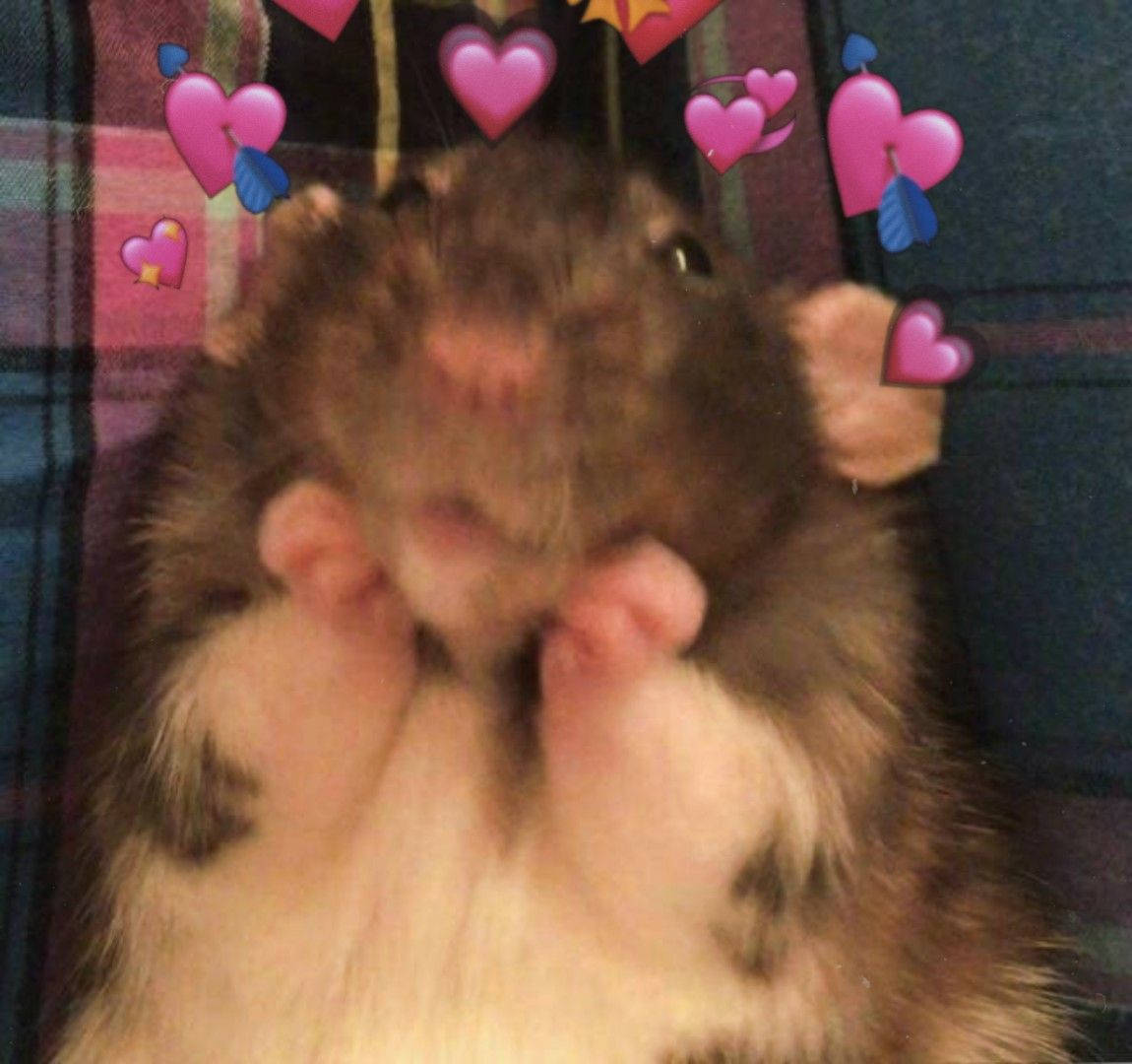Meme Hamster Say Đắm Hình nền