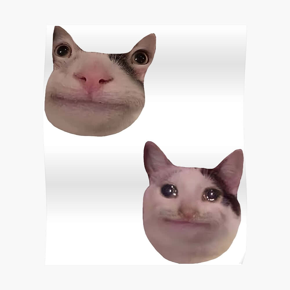 Meme Mèo Hài Hước Ảnh Đại Diện Discord Hình nền