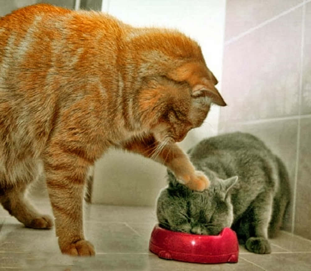 Mèo Bắt Ép Ăn Hình Hài Hước Ngớ Ngẩn Hình nền