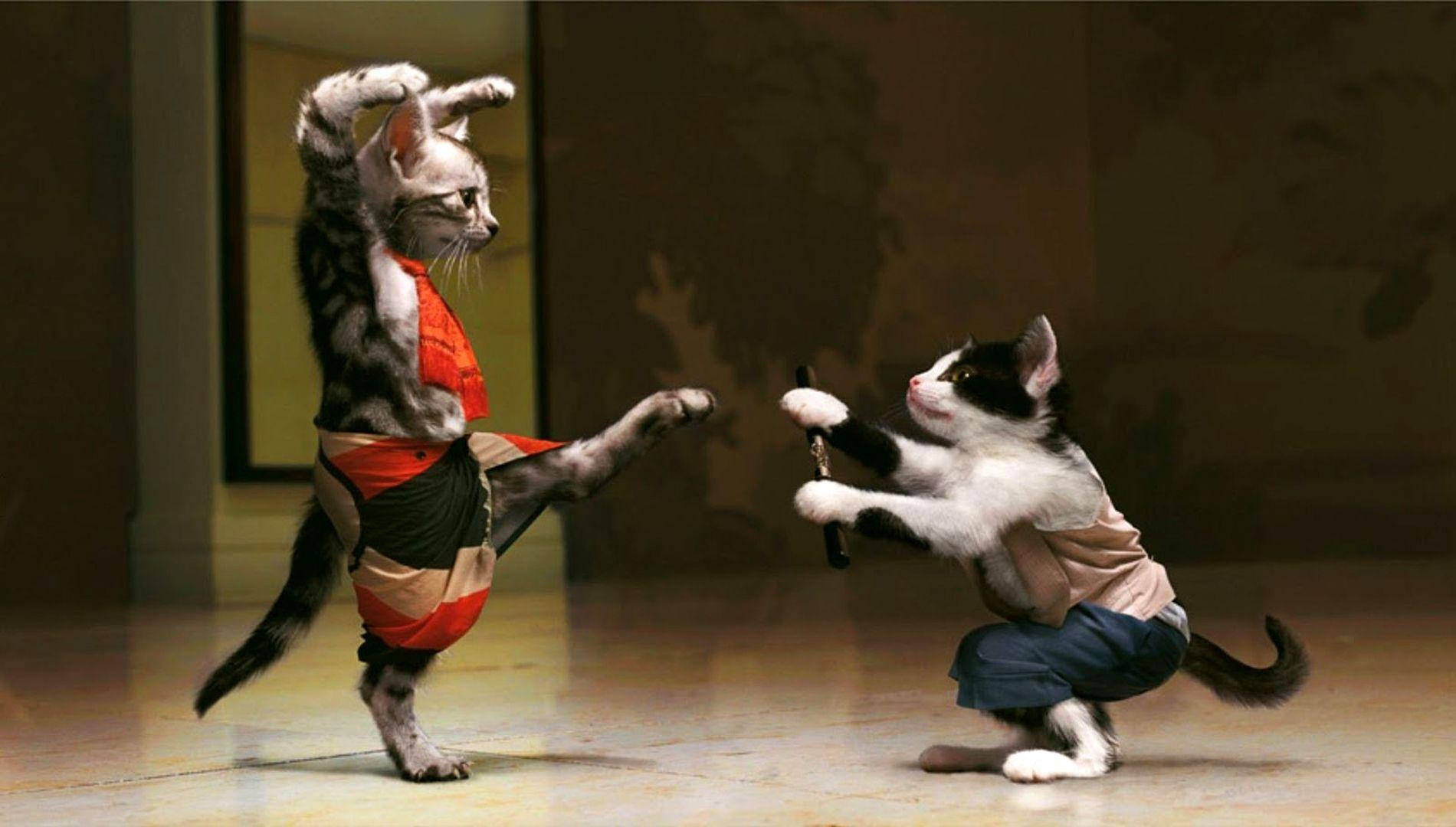 Mèo Hài Hước Đấu Võ Hình nền