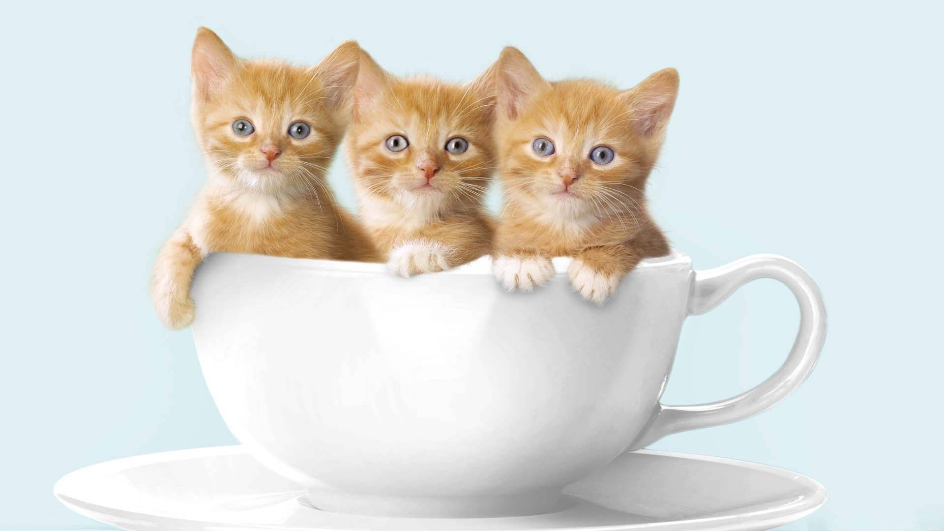 Mèo con ấm áp cuộn tròn trong tách cà phê Hình nền