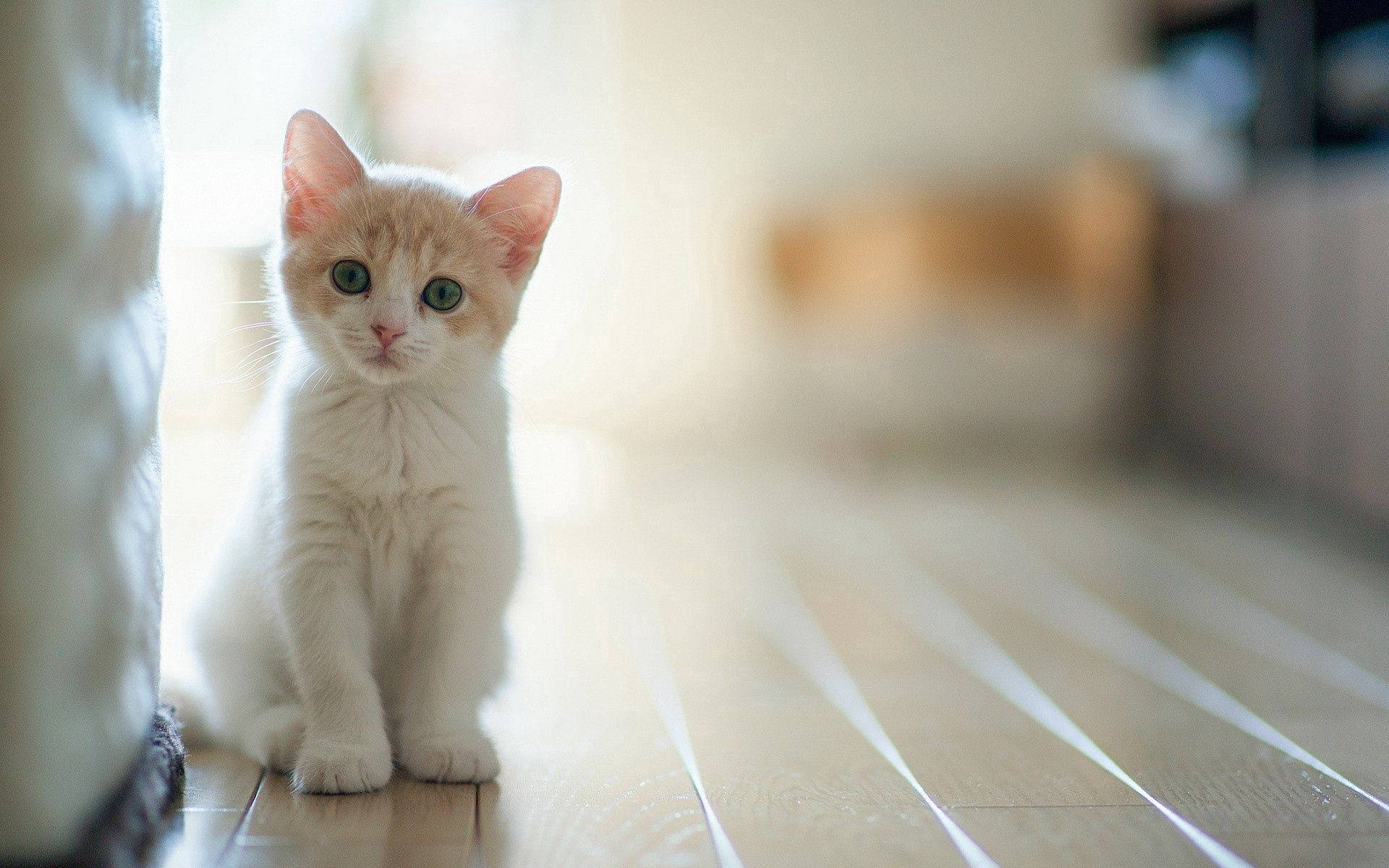 Chú mèo con đáng yêu ngồi dưới ánh nắng Hình nền