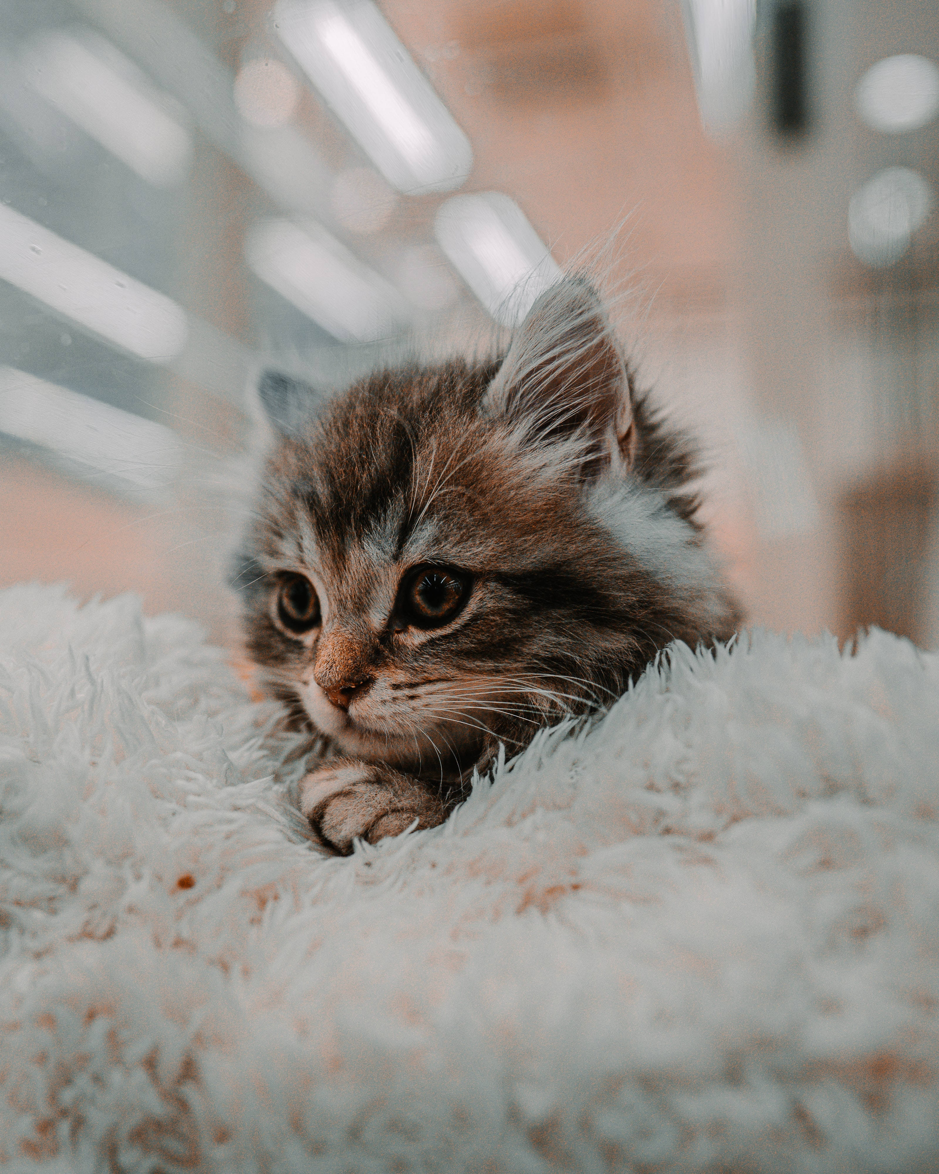 Mèo Con Dễ Thương Trong Tấm Lông Ấm Áp Hình nền