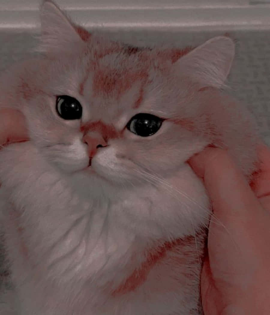 Mèo con dễ thương ôm gấu bông Hình nền