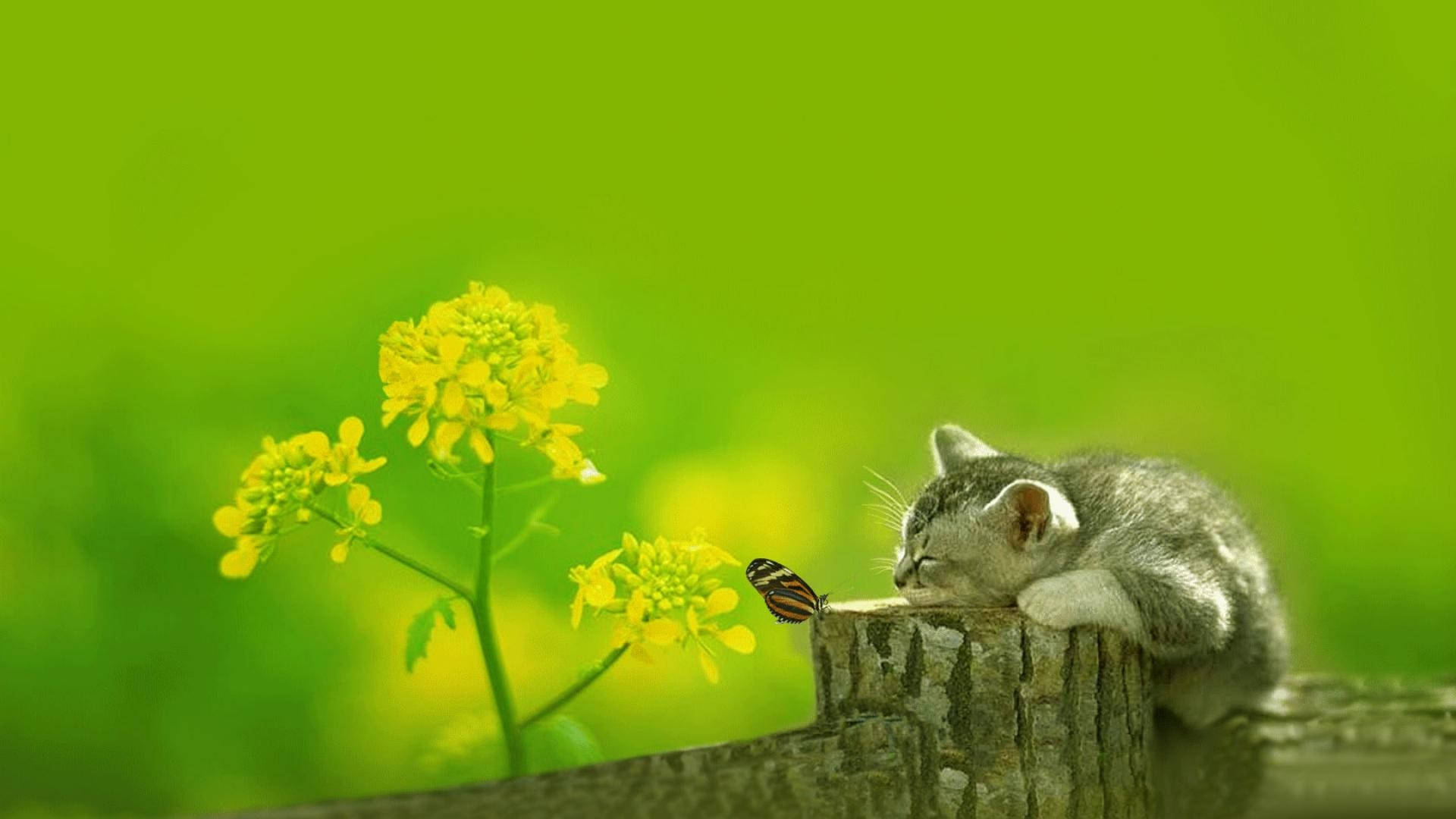 Mèo Con Ngủ Đông Dễ Thương Hình nền
