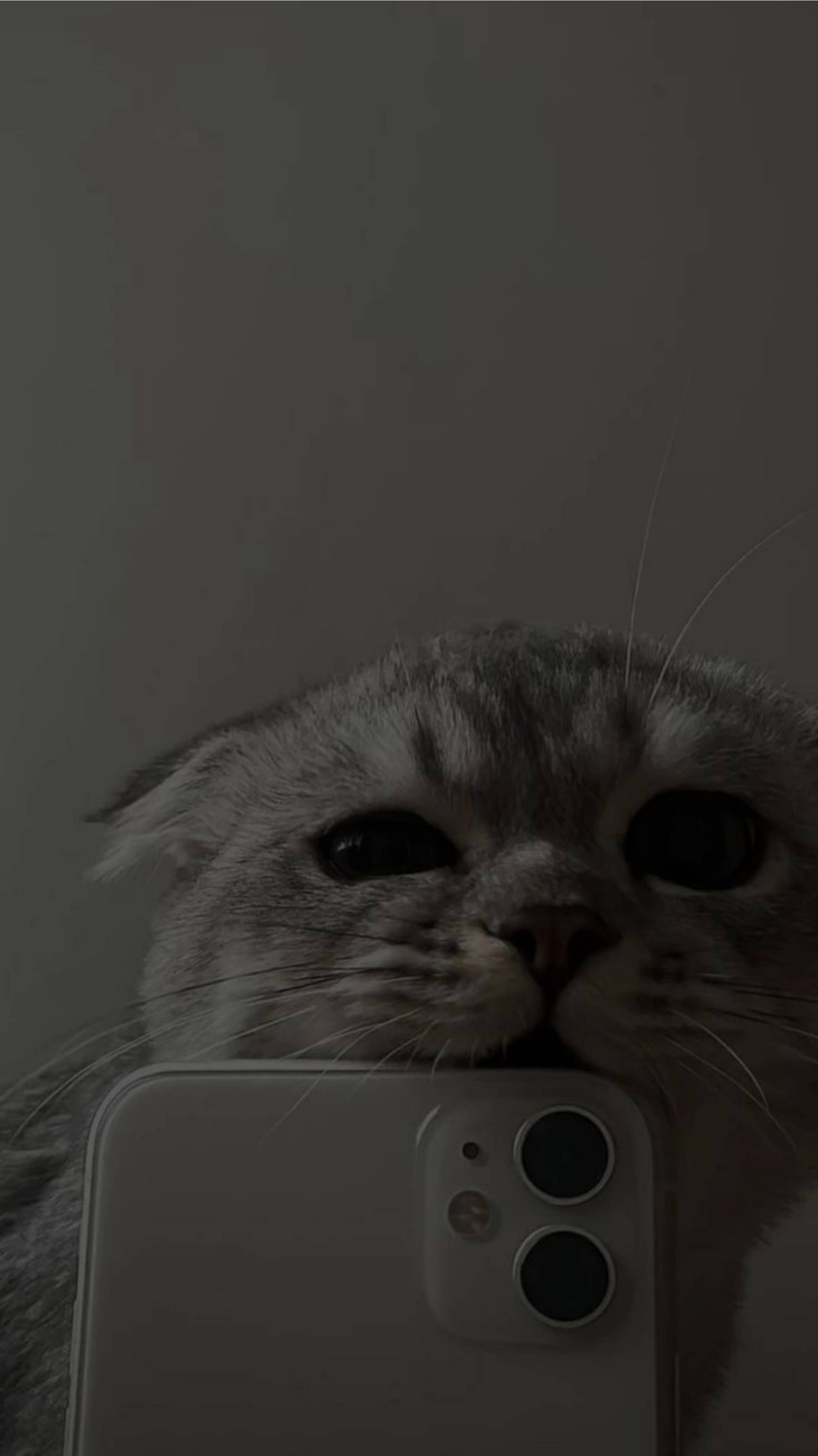 Mèo Dễ Thương Cắn iPhone 11 Hình nền