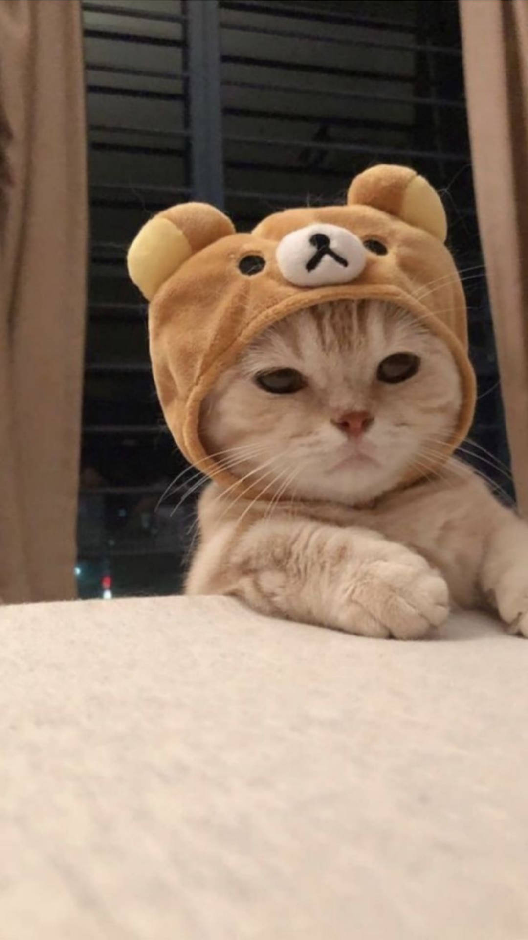 Mèo Dễ Thương Đội Mũ Rilakkuma