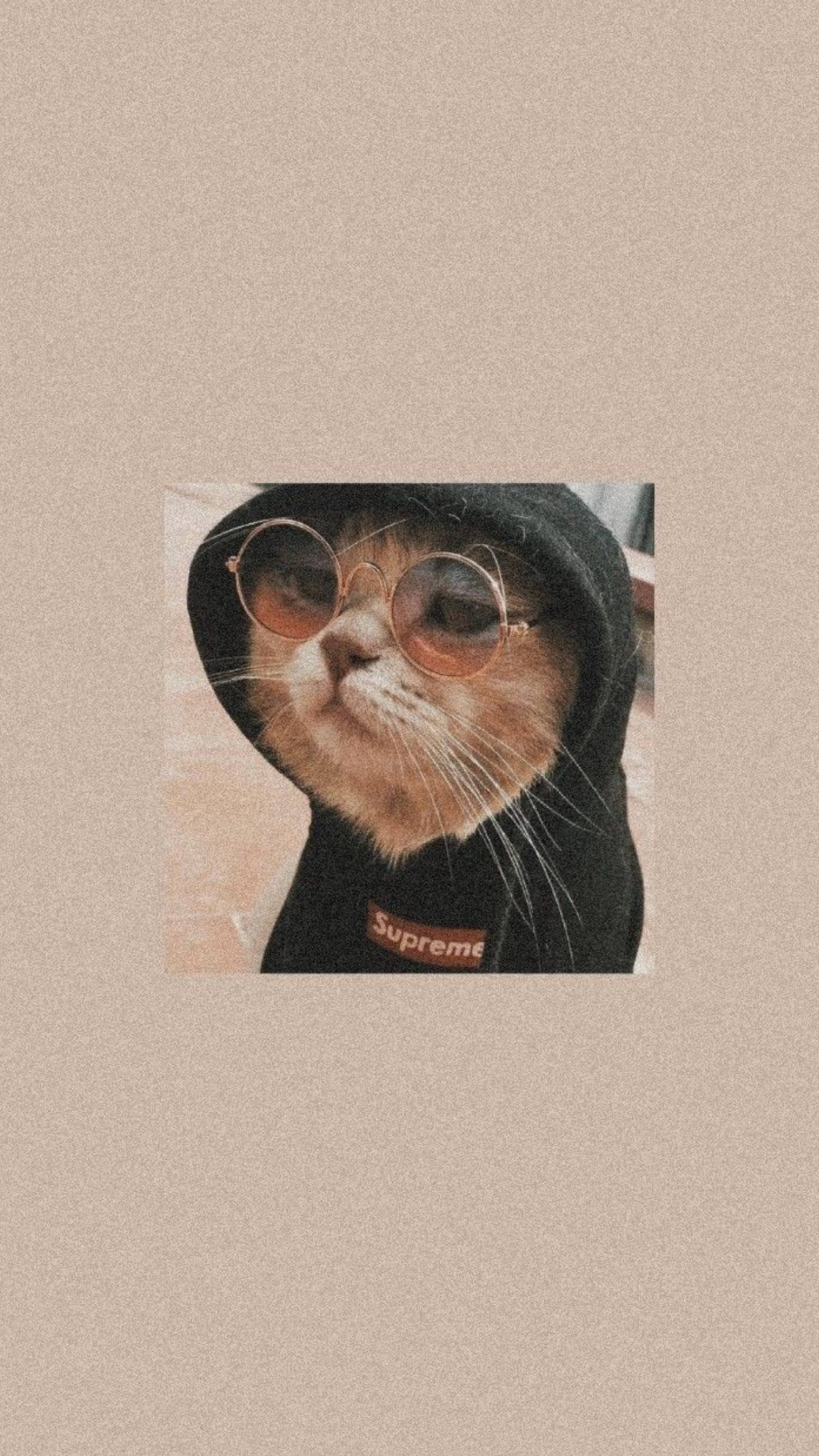 Mèo Dễ Thương Phong Cách Thời Trang Trong Áo Hoodie Đen Hình nền
