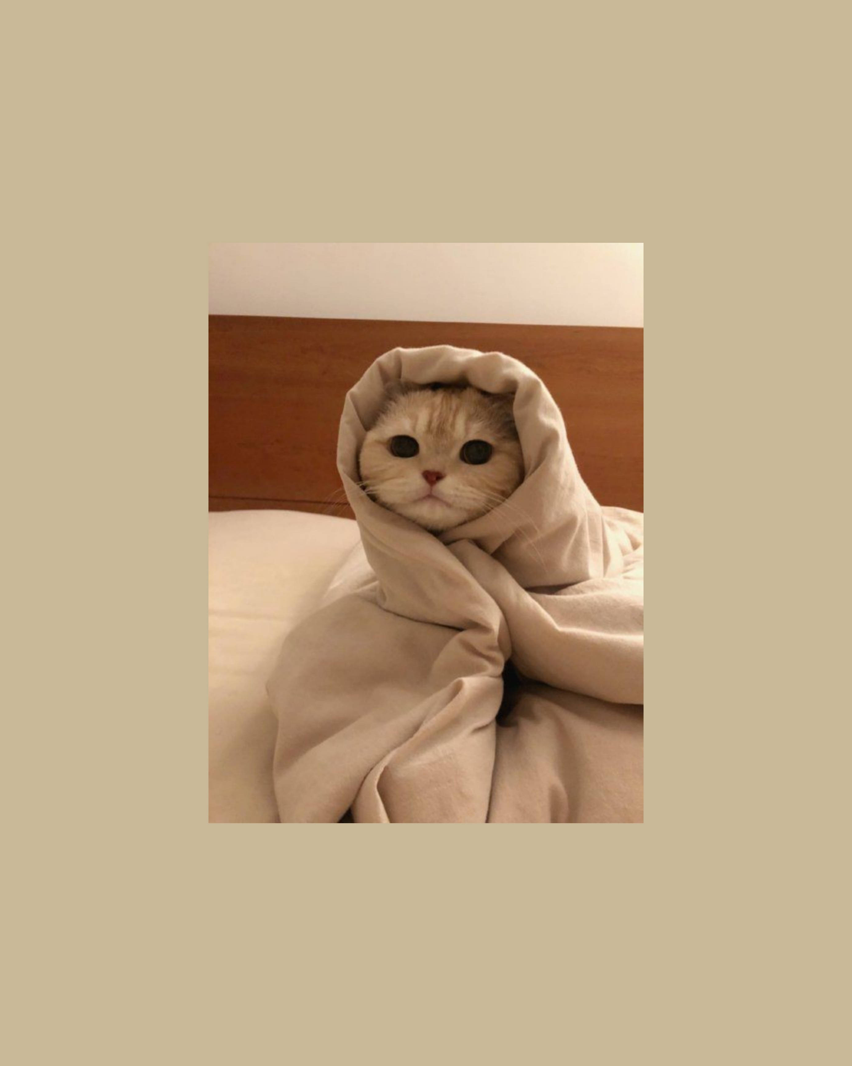 Mèo Dễ Thương Phong Cách Aesthetic Cuộn Tròn Như Burrito Hình nền