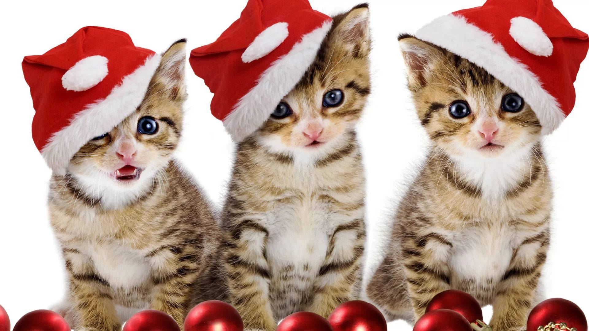 Mèo Đội Mũ Ông Già Noel Giáng Sinh Hài Hước Hình nền