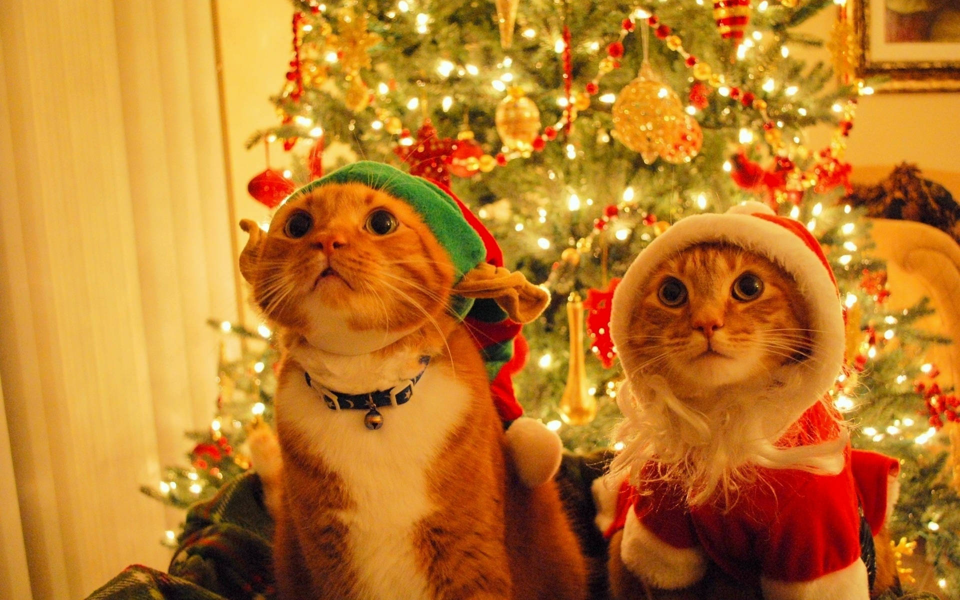 Mèo Đội Mũ Ông Già Noel Giáng Sinh Hài Hước Hình nền