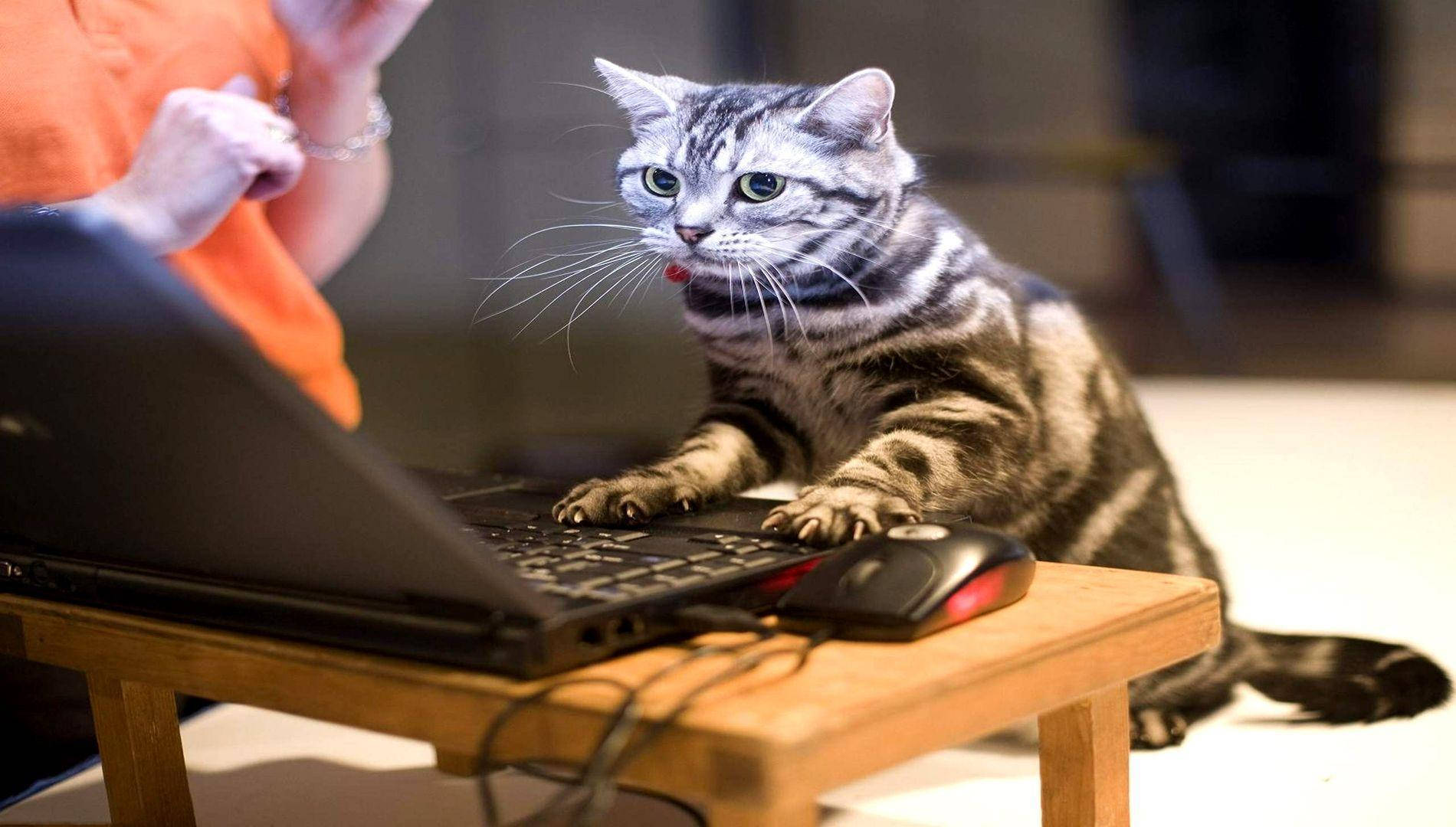 Mèo Hài Hước Dùng Máy Tính Hình nền