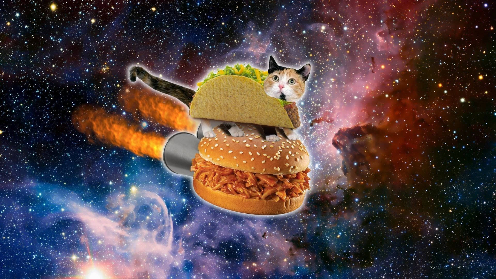 Mèo Hài Hước Trong Bánh Burger Ngoài Không Gian Hình nền