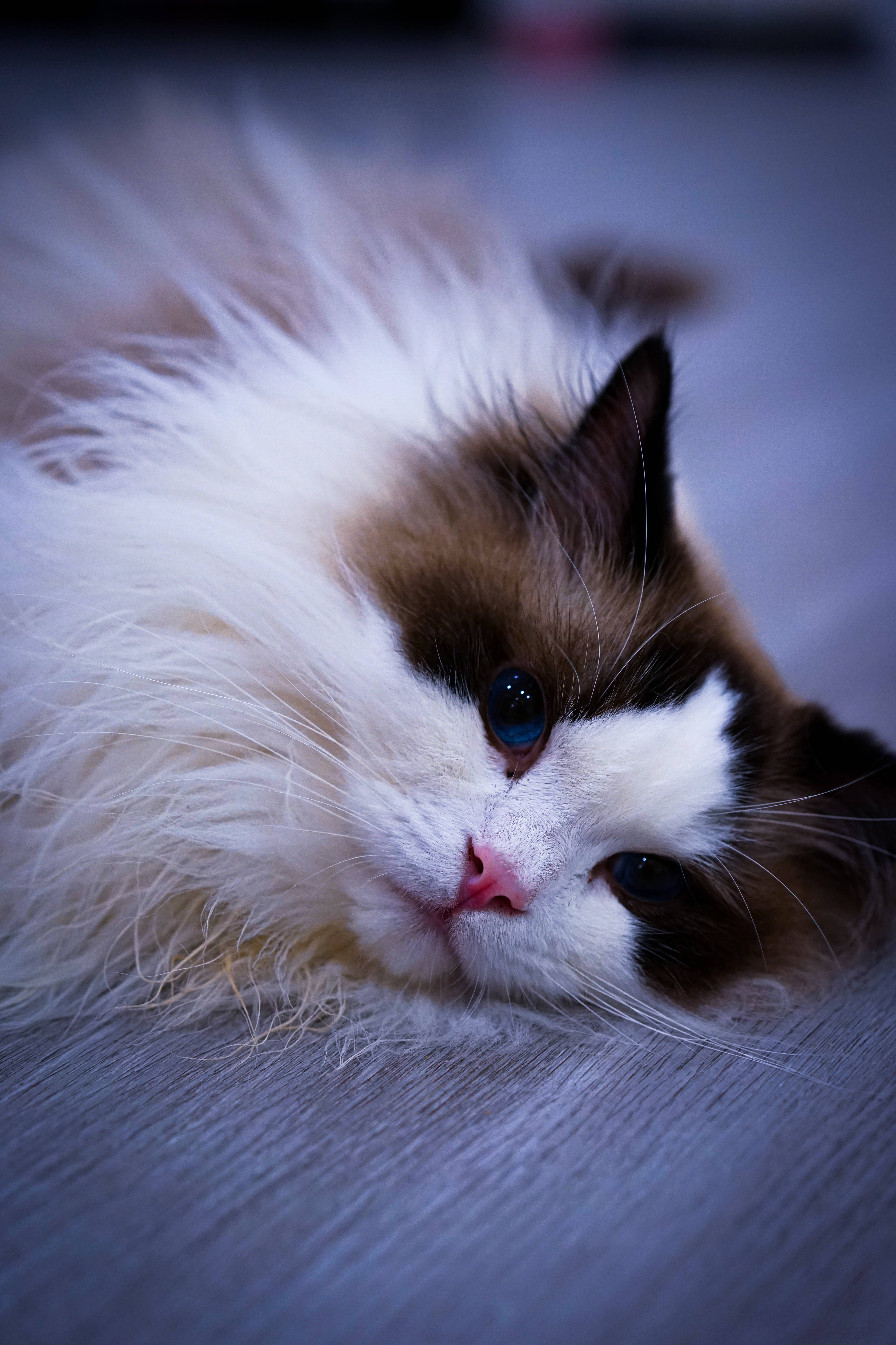 Mèo Kawaii Dễ Thương Trên Giường Hình nền