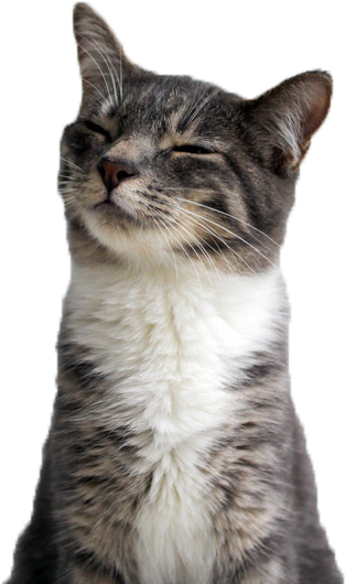 Mèo Mãn Nguyện Cười Cận Cảnh.PNG Hình nền