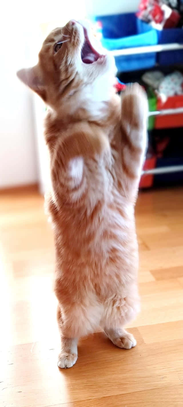 Mèo Múa Đứng Thẳng.JPG Hình nền