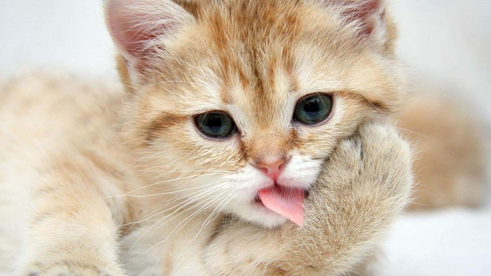 Mèo Munchkin Dễ Thương Hài Hước Hình nền