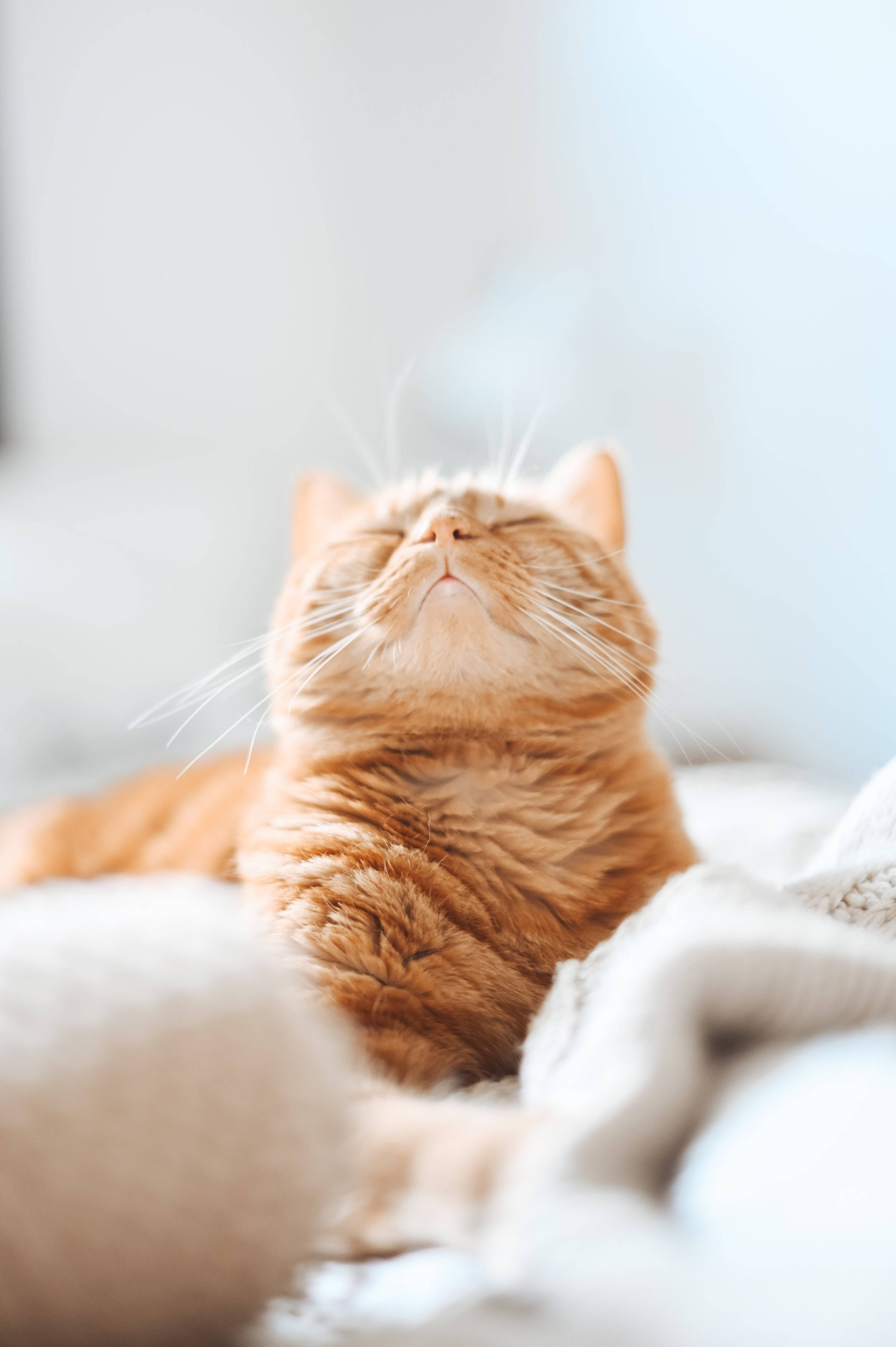 Mèo Mướp Cam Thẩm Mỹ Hình nền