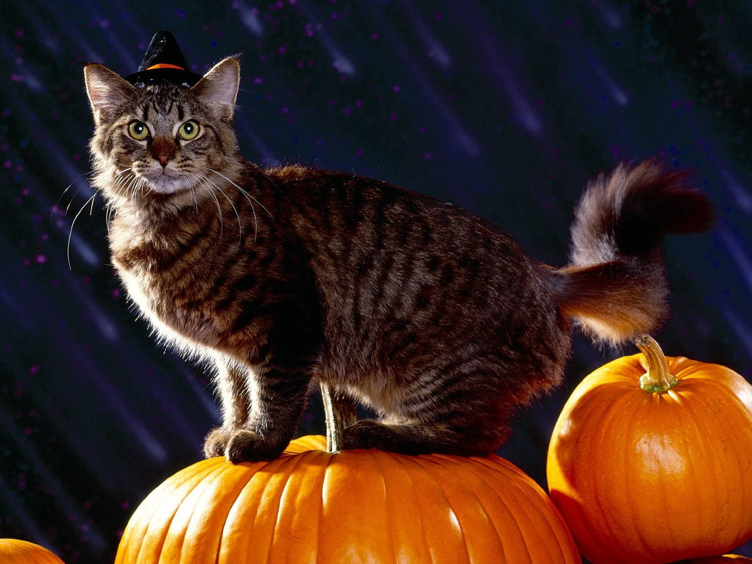 Mèo Mướp Dễ Thương Halloween Hình nền