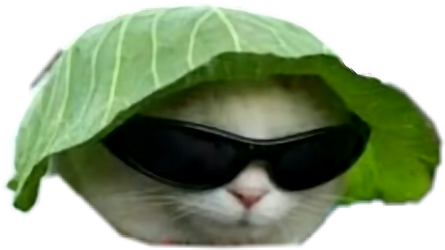Mèo ngầu đội mũ lá và đeo kính râm.PNG Hình nền