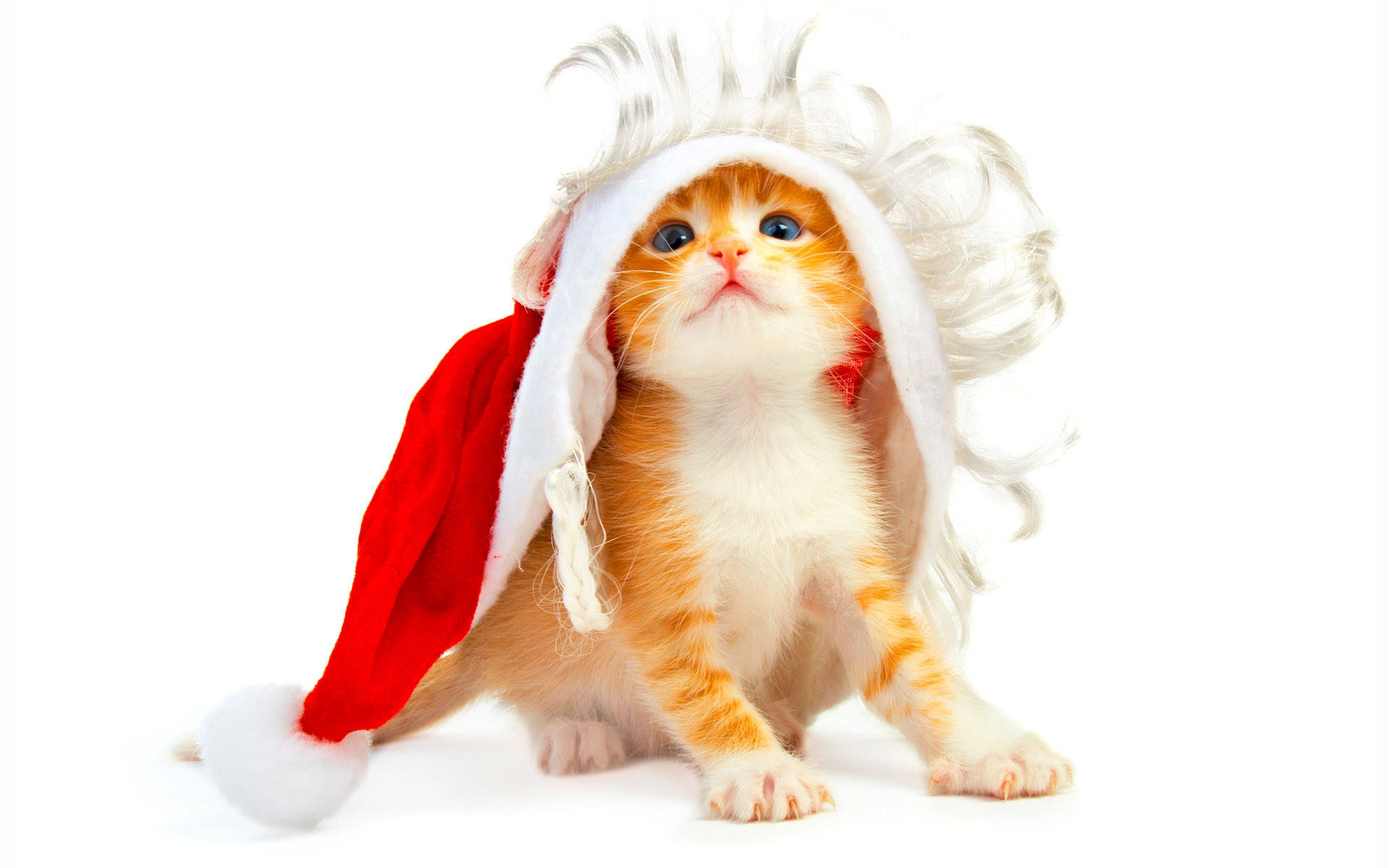 Mèo đội mũ ông già Noel Giáng sinh vui nhộn Hình nền