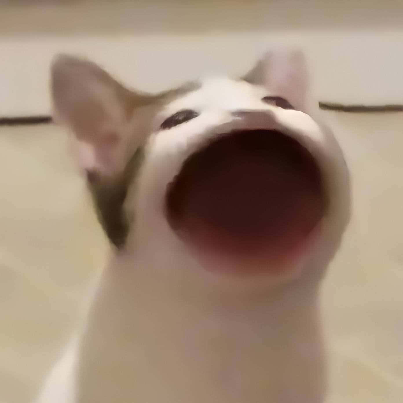 Mèo Popcat Kêu Meo Hình Ảnh Mèo Quỷ Hình nền