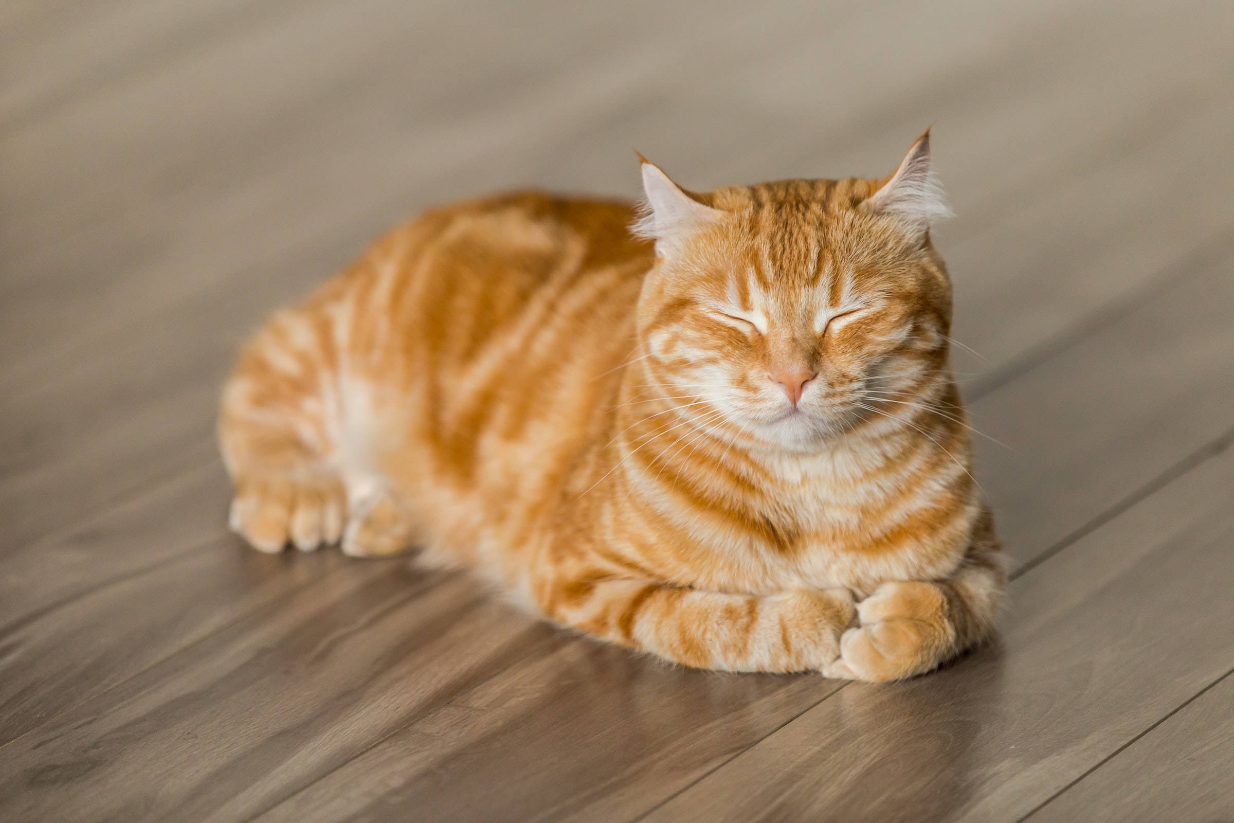 Mèo Tabby Màu Gừng Ảnh Đại Diện Hình nền