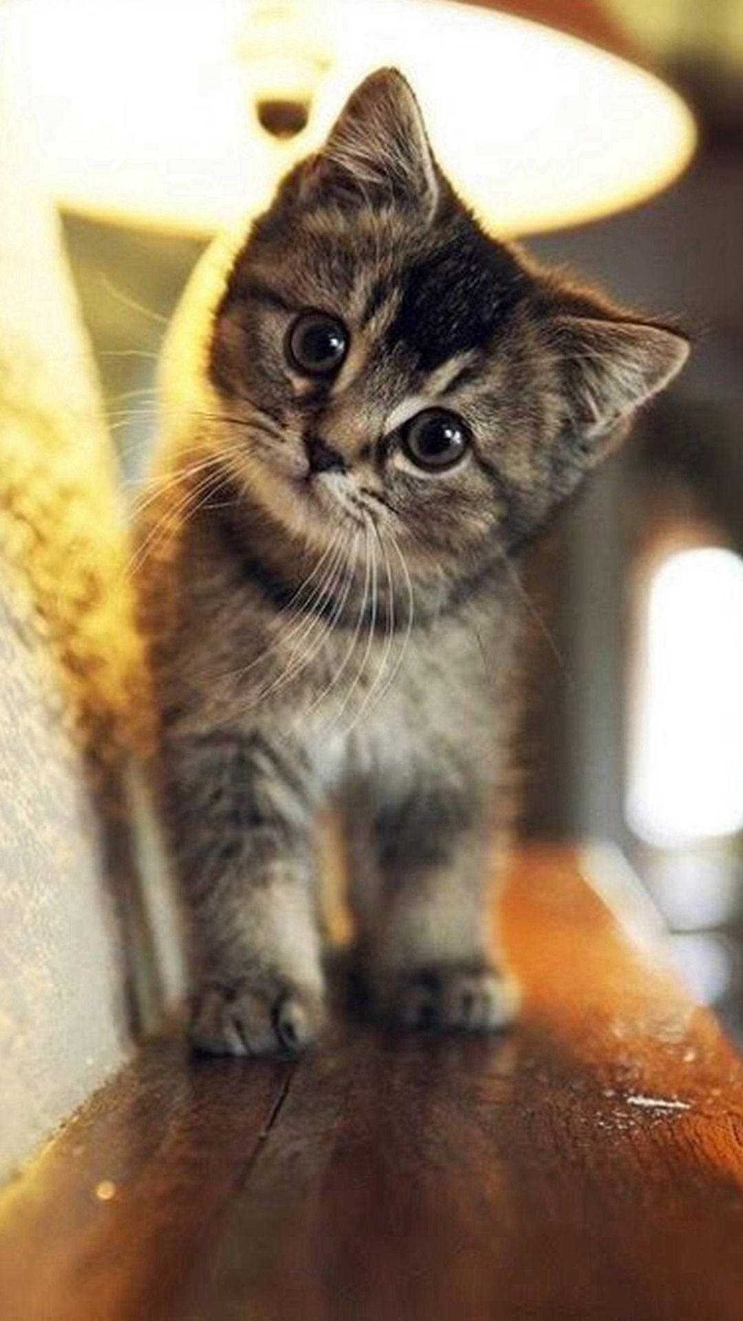 Mèo Tabby Ngây Thơ Đáng Yêu iPhone Hình nền