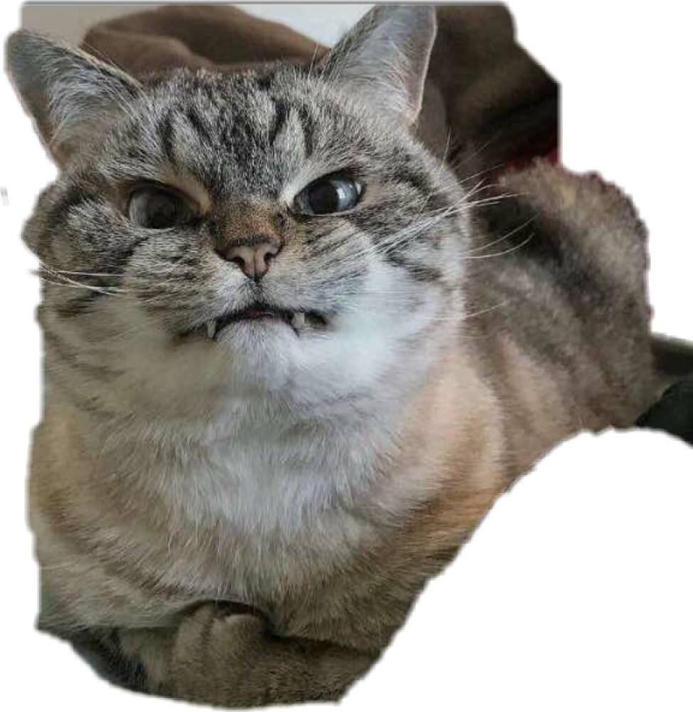 Mèo Tabby Vui Vẻ Biểu Cảm Hài Hước Hình nền