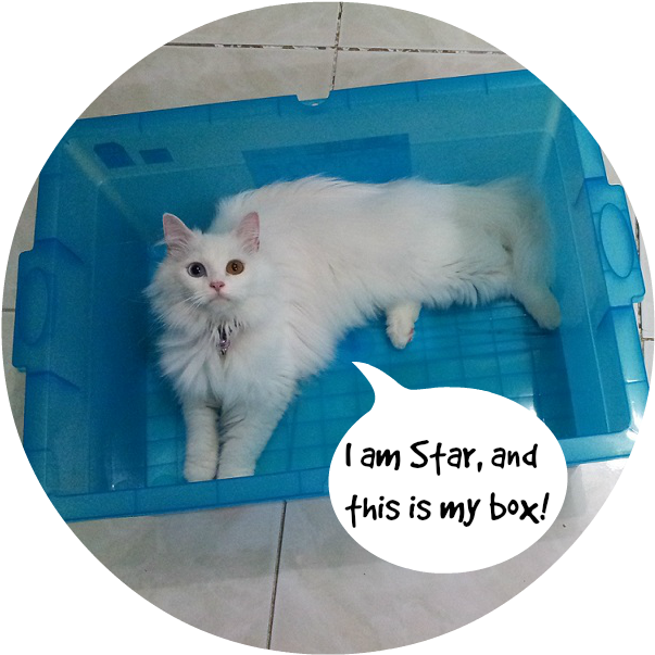 Mèo Trắng Bông Xù Trong Hộp Xanh Meme Hình nền