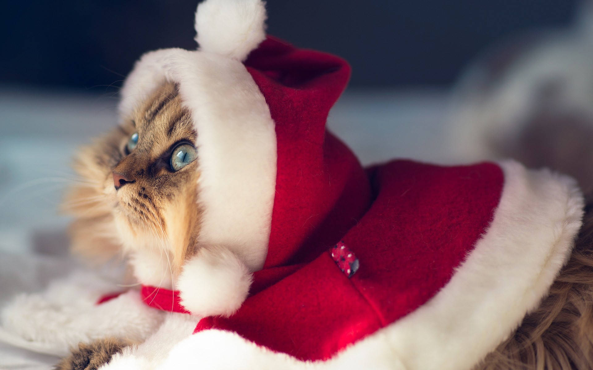 Mèo trong trang phục ông già Noel Giáng sinh vui nhộn Hình nền