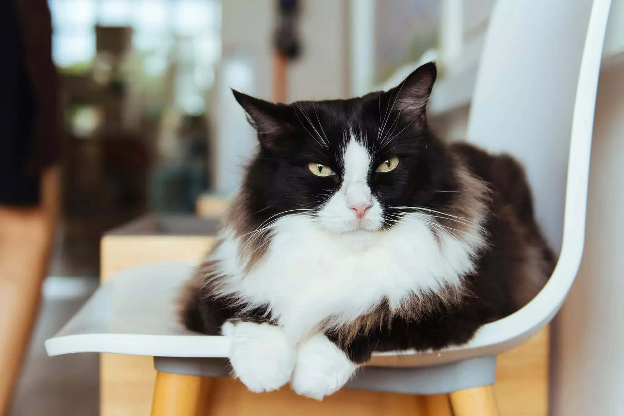 Mèo Tuxedo Lông Dài Ánh Mắt Khó Chịu Hình nền
