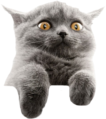 Mèo Xám Giật Mình Meme Hình nền