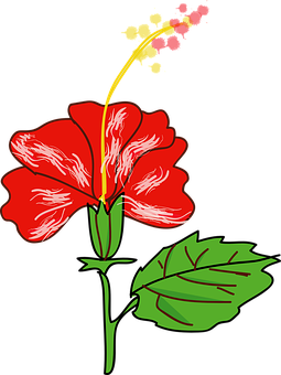 Minh họa vector hoa hồng đỏ