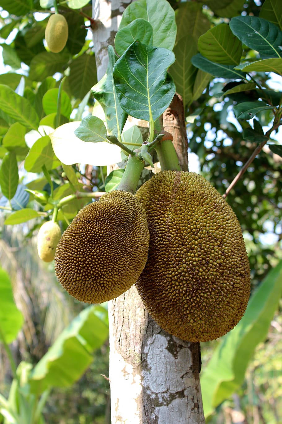 Mít chín trên cây Hình nền