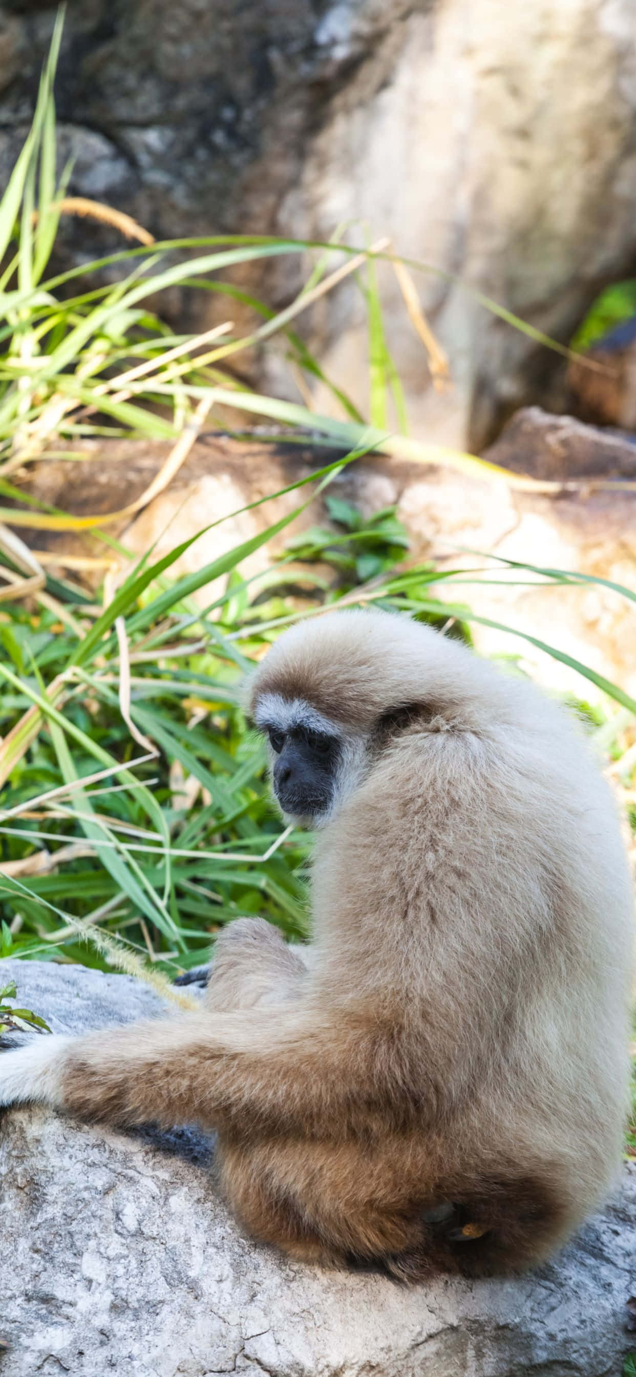 Mở Khóa Gibbon Xs Max, một iPhone cải tiến mang đến trải nghiệm di động đắm chìm. Hình nền