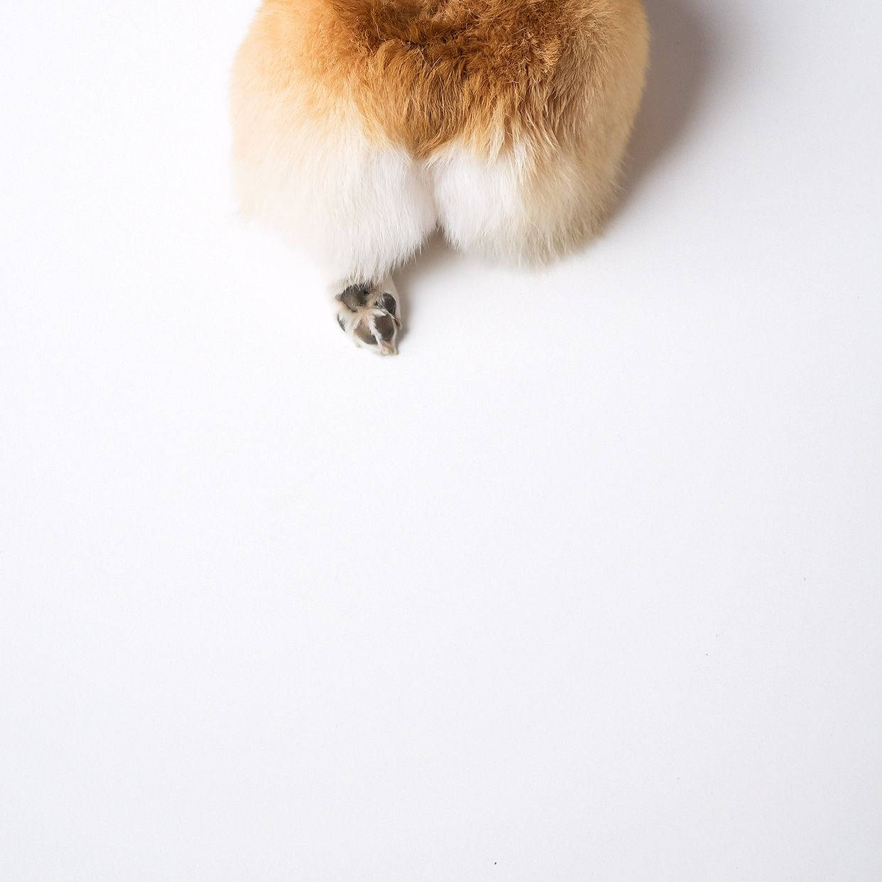Mông Corgi Hình nền