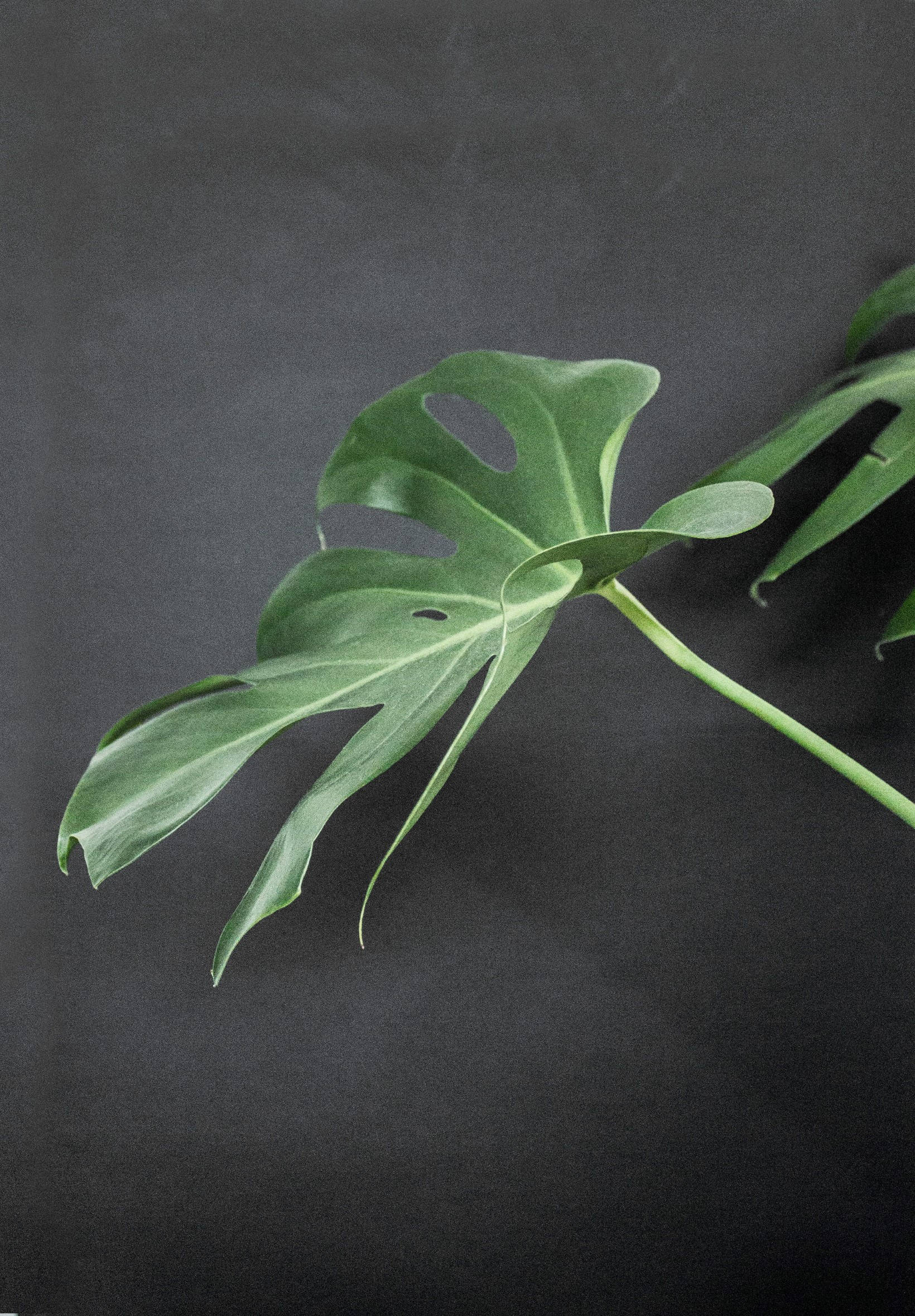 Monstera Trên Bề Mặt Đen Hình nền