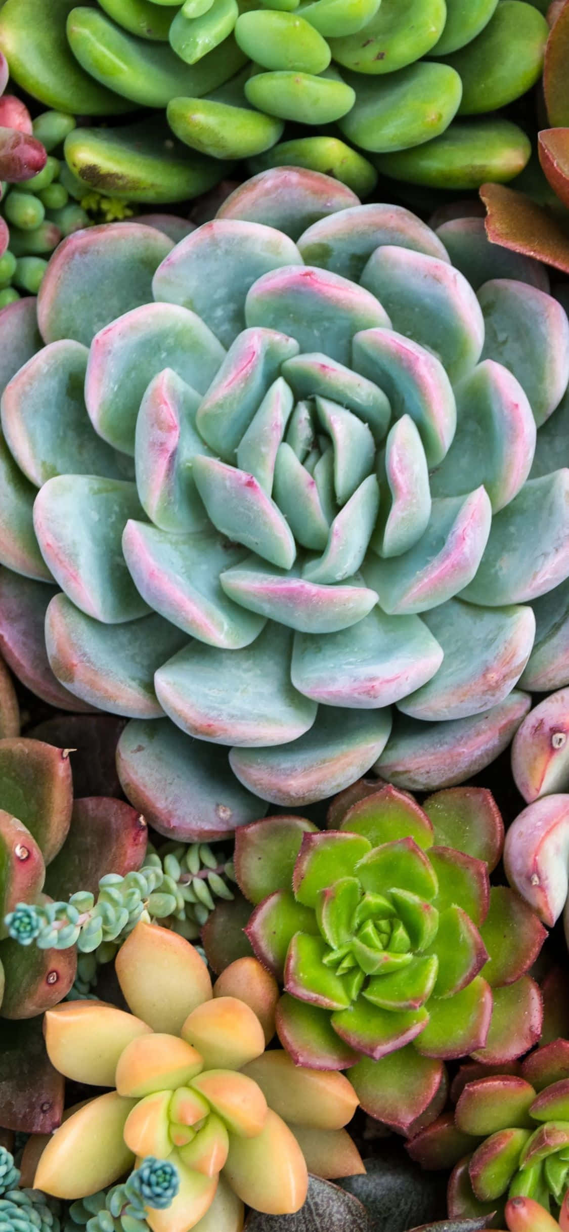 một đám sen đá chất đống Hình nền