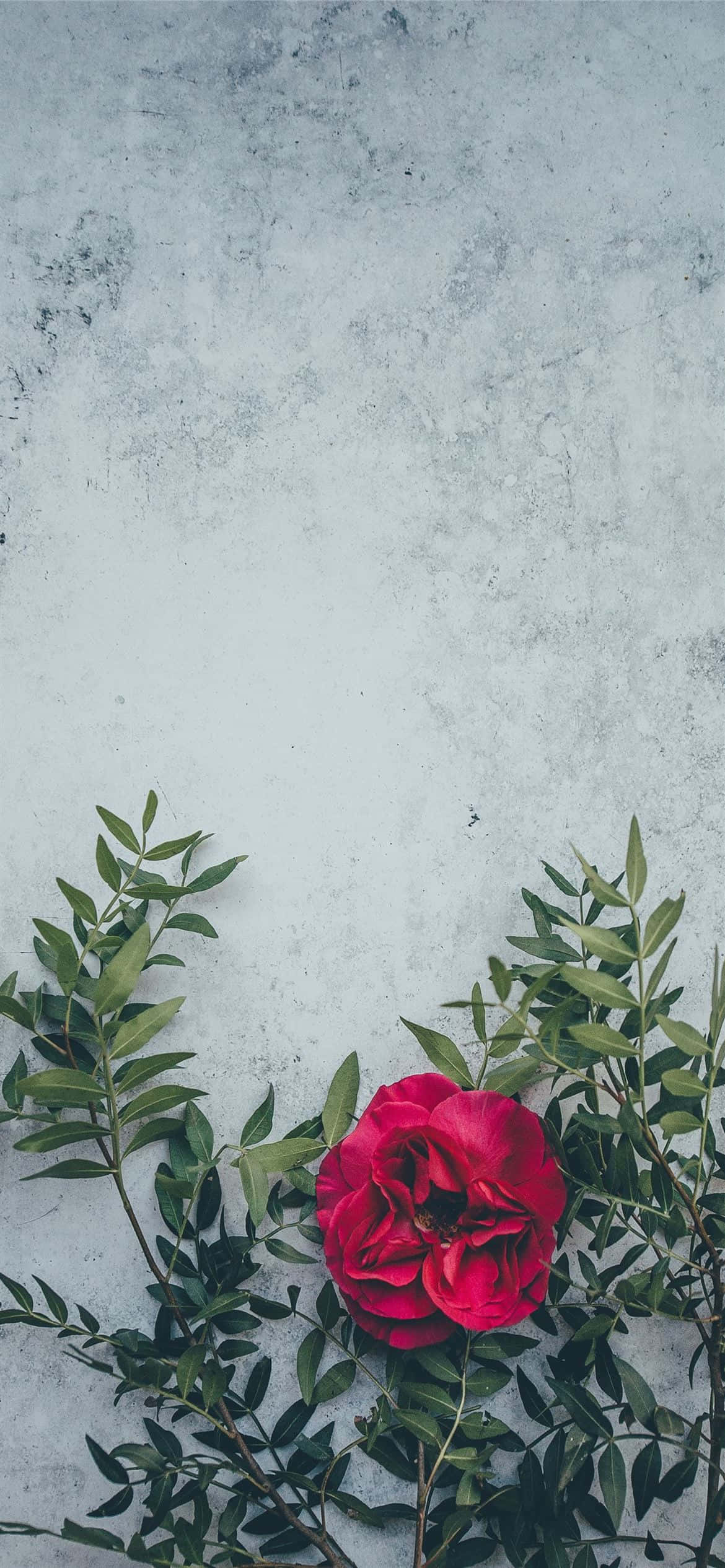 Một bông hoa đỏ rực nở rộ Hình nền