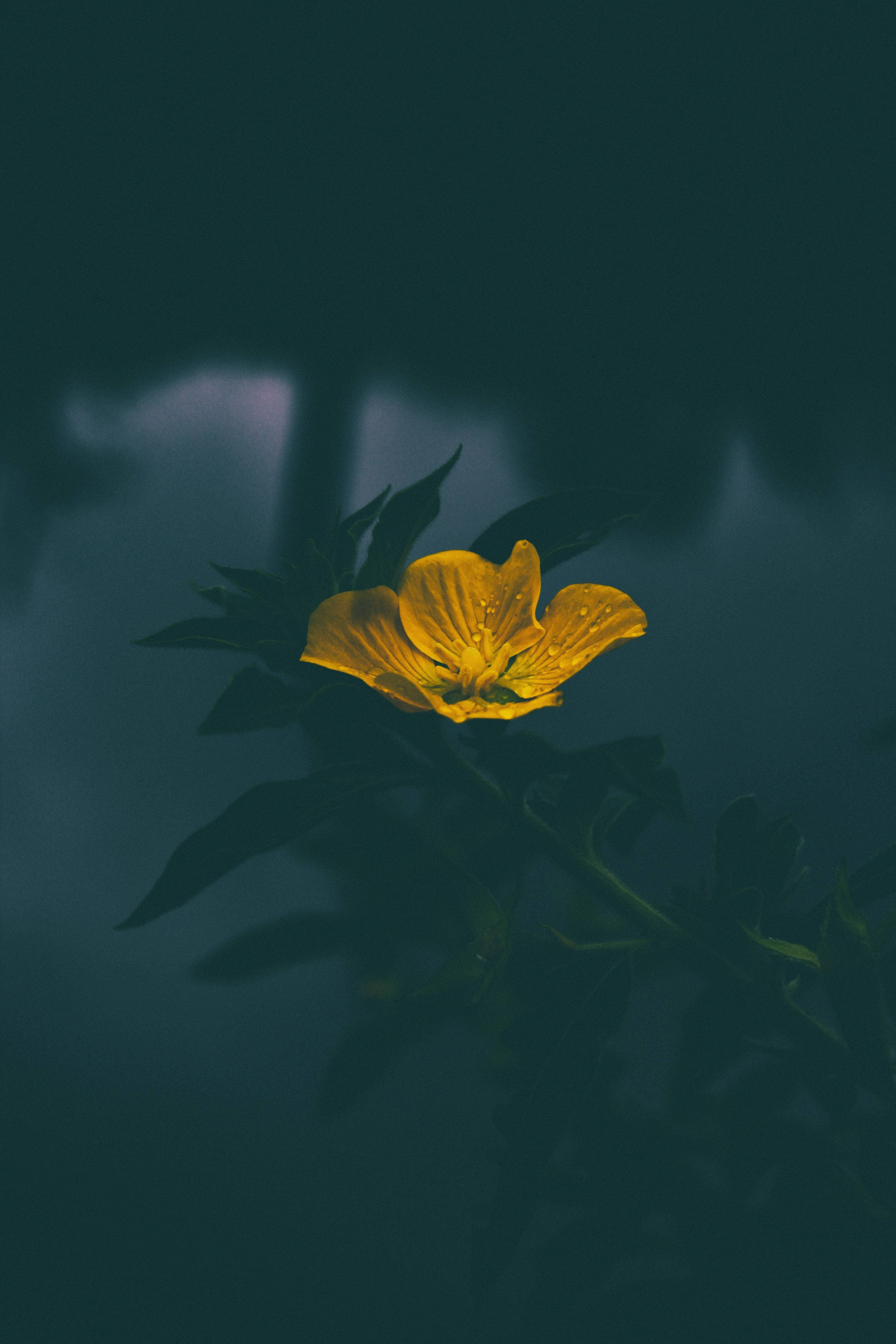 Một bông hoa vàng tươi sáng và vui tươi trên nền xám mờ. Hình nền