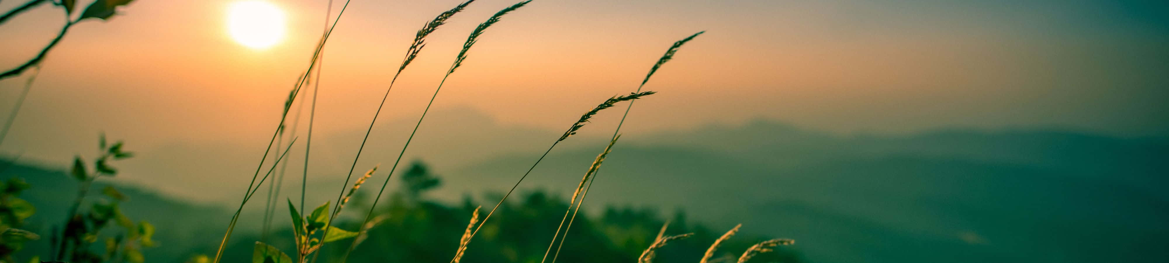 “Một buổi hoàng hôn bình yên trong khu rừng thông xanh tươi giữa núi rừng.” Hình nền