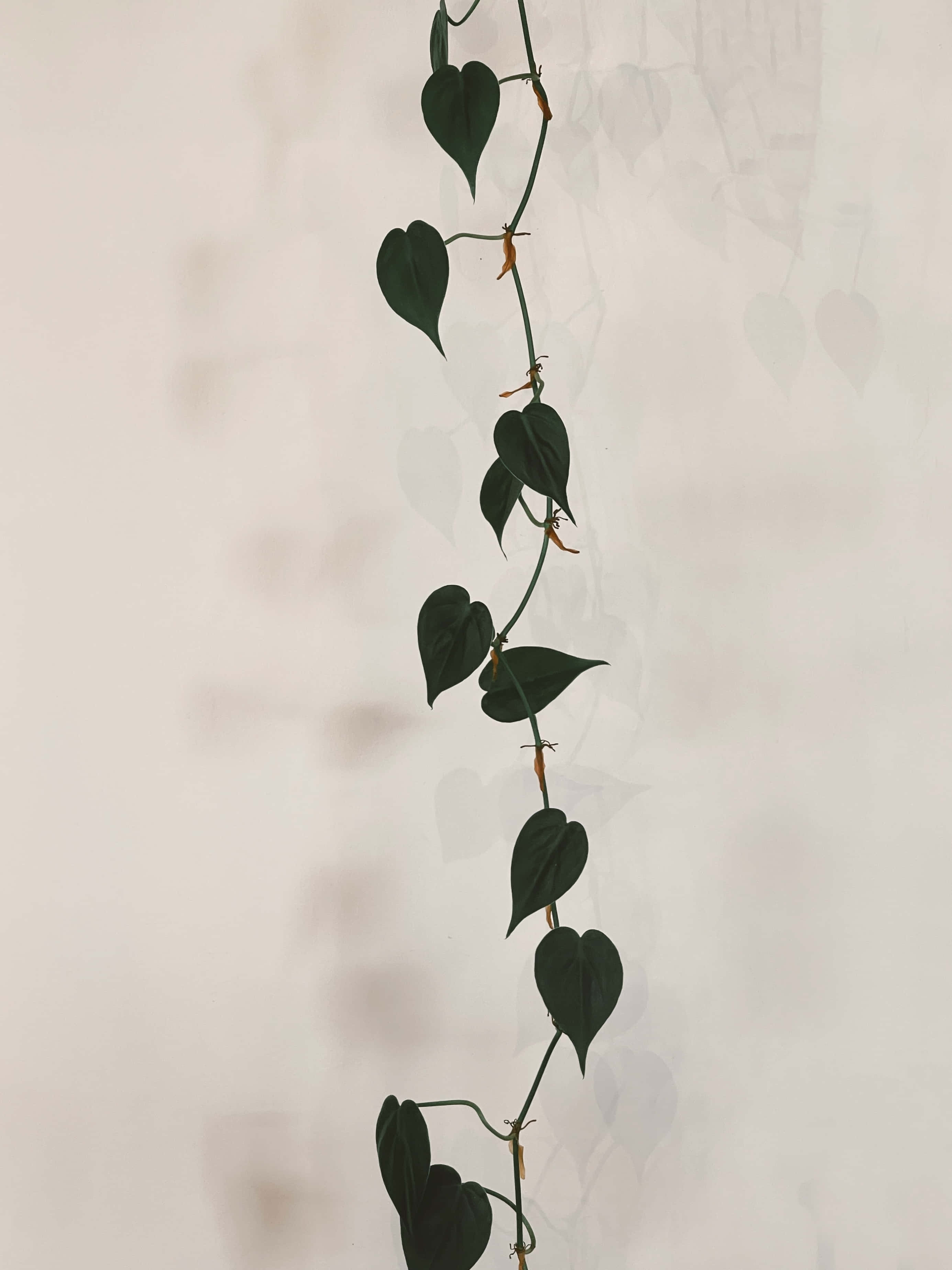 một cây treo có lá trên đó Hình nền