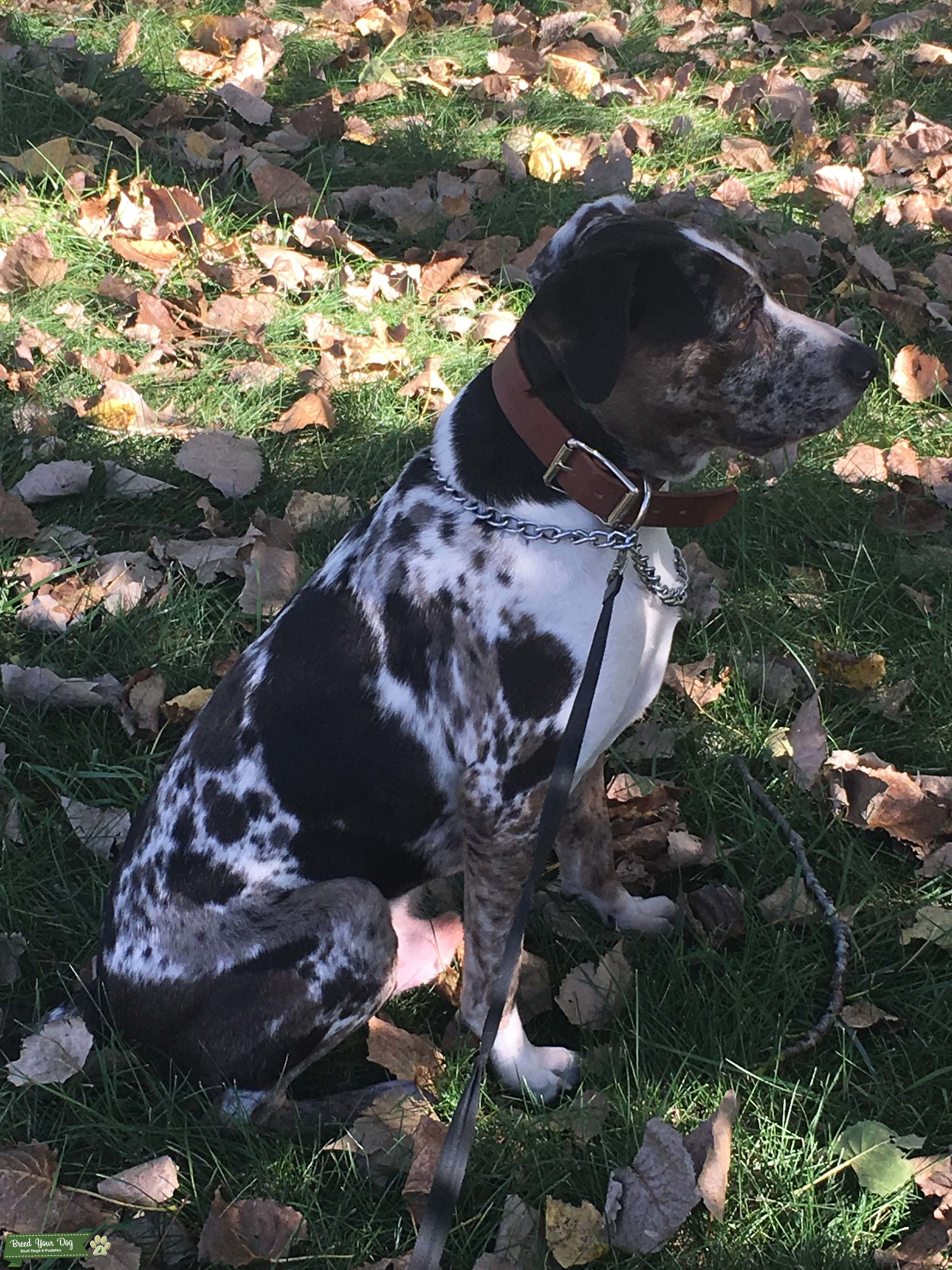 Một chó Catahoula Leopard ngồi dưới nắng Hình nền