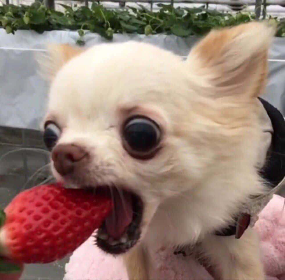 Một chú chó Chihuahua nhỏ đang ăn dâu tây Hình nền