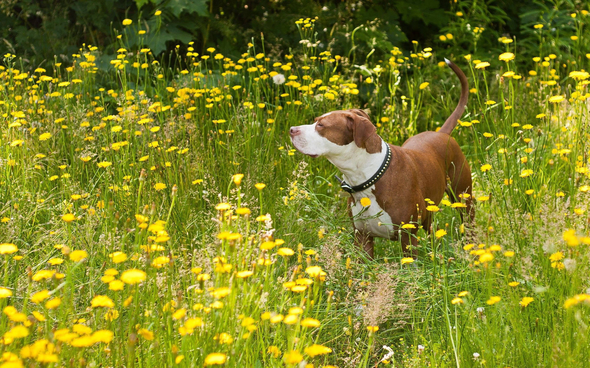 Hình nền chó Pit Bull dạo bước trên cánh đồng hoa vàng