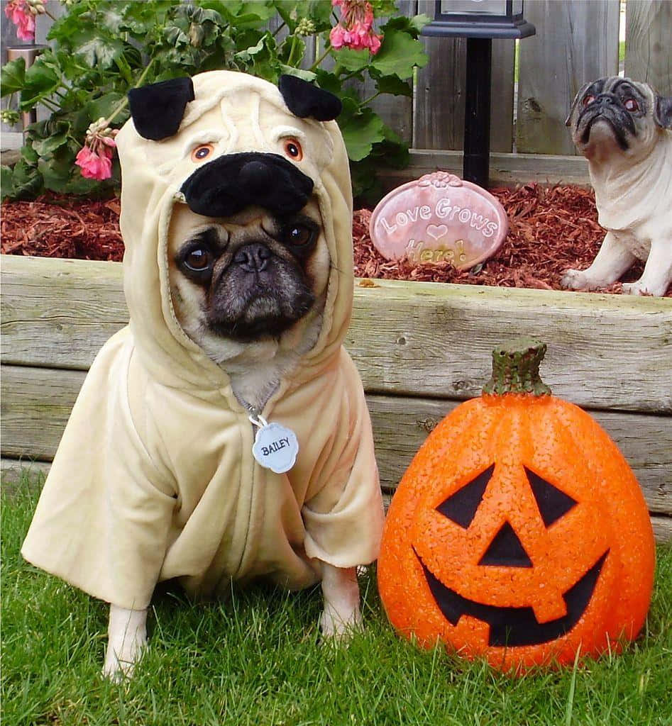 một chú chó pug mặc trang phục halloween Hình nền