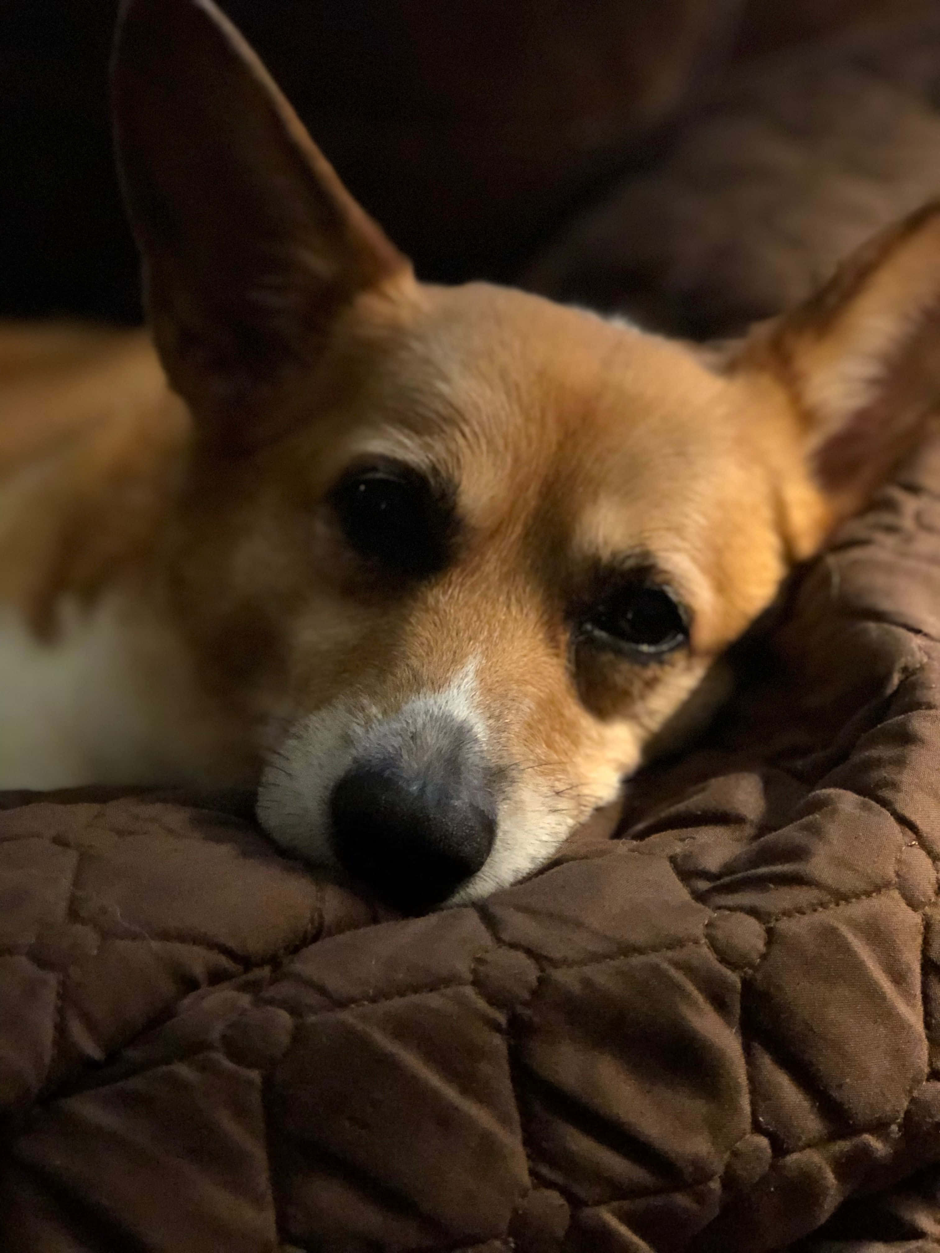 Một chú Corgi tận hưởng mùa hè Hình nền