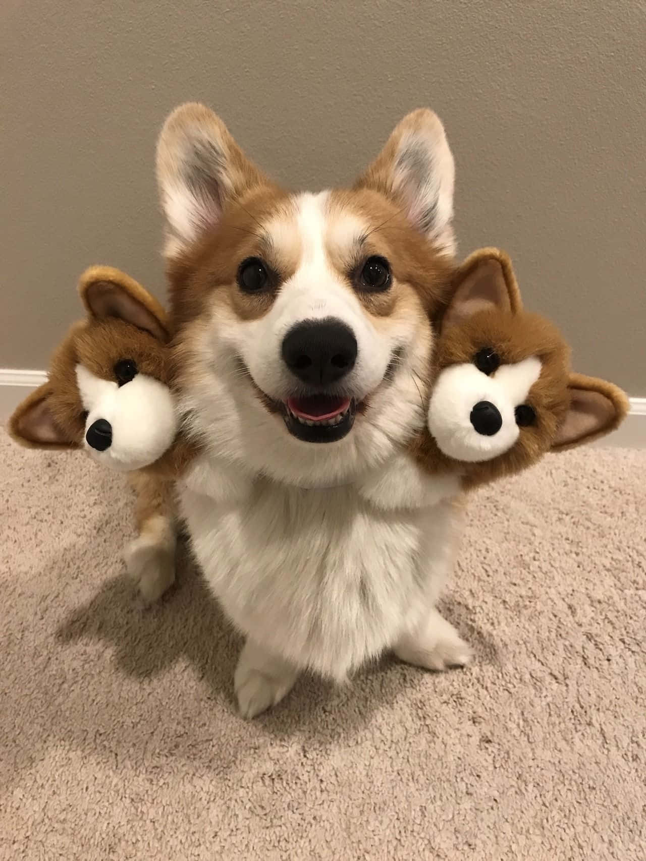 Một chú corgi vui vẻ tận hưởng ngày tuyệt vời! Hình nền
