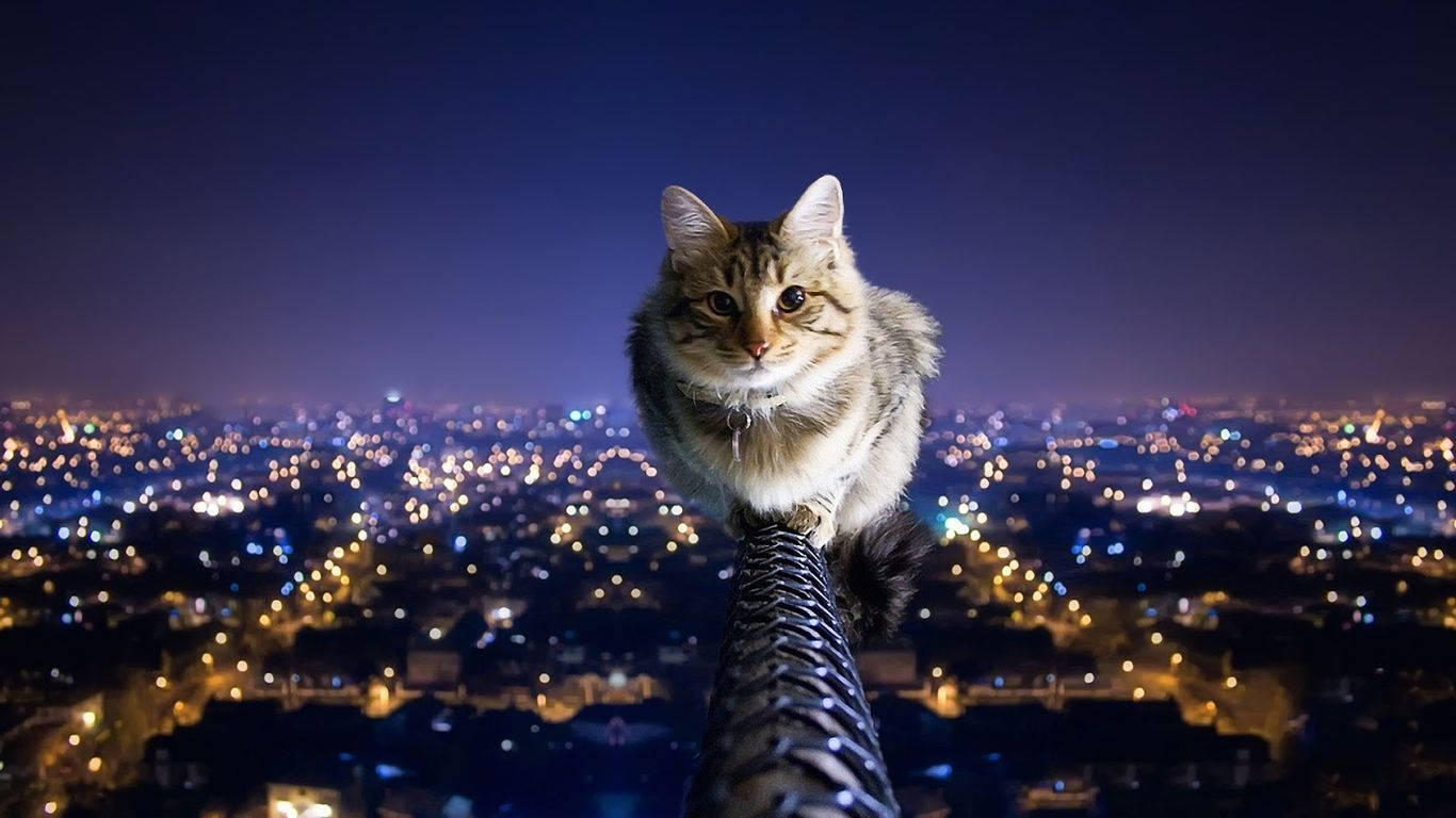Một Chú Mèo Ngắm Nhìn Thành Phố Hình nền